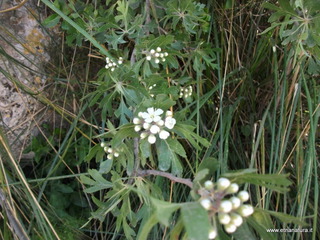 ntagna di Ramacca-23-04-2022 12-38-39
